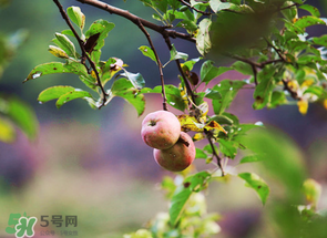 野蘋果可以泡酒嗎？野蘋果泡酒有什么功效？