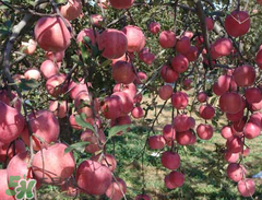 野蘋果可以吃嗎？野蘋果怎么吃法？