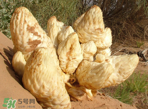 鎖陽(yáng)和肉蓯蓉一起泡酒可以嗎？肉蓯蓉和鎖陽(yáng)的區(qū)別