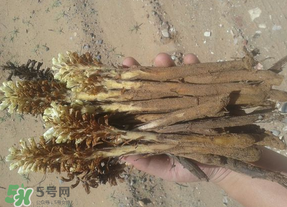 野生肉蓯蓉多少錢一斤？肉蓯蓉價格一斤多少錢？