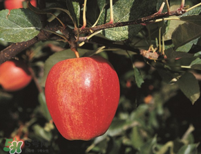 野蘋(píng)果多少錢(qián)一斤？野蘋(píng)果價(jià)格