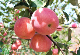 面蘋果和脆蘋果有什么區(qū)別？面蘋果和脆蘋果哪個(gè)營(yíng)養(yǎng)大？