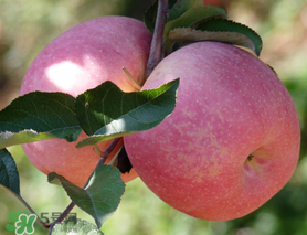 面蘋果和脆蘋果有什么區(qū)別？面蘋果和脆蘋果哪個(gè)營(yíng)養(yǎng)大？