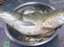 吃草魚(yú)可以暖胃嗎?草魚(yú)怎么吃最暖胃? 吃草魚(yú)可以暖胃嗎?草魚(yú)怎么吃最暖胃?