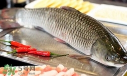 吃草魚(yú)可以暖胃嗎?草魚(yú)怎么吃最暖胃? 吃草魚(yú)可以暖胃嗎?草魚(yú)怎么吃最暖胃?