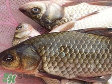 吃鯽魚可以暖胃嗎?鯽魚怎么吃最暖胃? 吃鯽魚可以暖胃嗎?鯽魚怎么吃最暖胃?