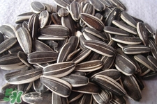 乙肝能吃瓜子嗎？乙肝患者不能食用葵瓜子