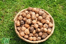 乙肝小三陽可以吃核桃嗎？乙肝大三陽可以吃核桃嗎？