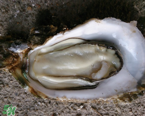 生蠔多少錢一斤？生蠔一斤有幾個(gè)？