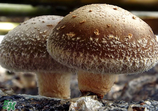 一歲寶寶可以吃香菇嗎？寶寶多大可以吃香菇？