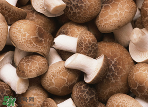 一歲寶寶可以吃香菇嗎？寶寶多大可以吃香菇？