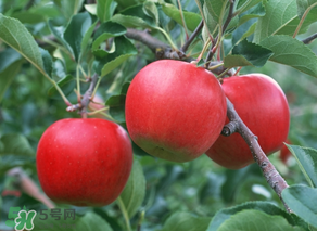 野蘋(píng)果多少錢(qián)一斤？野蘋(píng)果價(jià)格