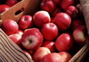 野蘋果多少錢一斤？野蘋果價(jià)格