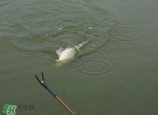 立春能釣魚(yú)嗎？立春好釣魚(yú)嗎？