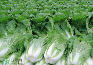 臘月吃什么蔬菜？臘月吃什么素菜？