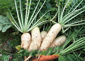 臘月吃什么蔬菜？臘月吃什么素菜？