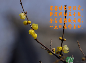 臘月有什么時候好日子？臘月有幾個黃道吉日？