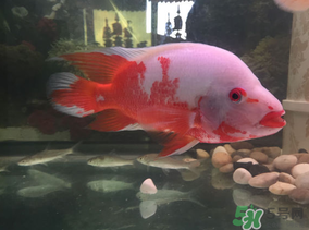 魚眼睛紅了怎么回事？魚眼睛變紅是什么原因？