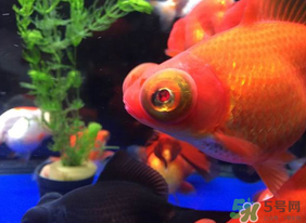 魚眼睛紅了怎么回事？魚眼睛變紅是什么原因？