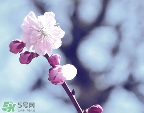 立春吃什么蔬菜？立春時令蔬菜推薦