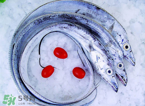 帶魚(yú)多少錢(qián)一斤？帶魚(yú)多少錢(qián)一箱？