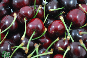 冬天可以吃車厘子嗎？冬天的車厘子能吃嗎？