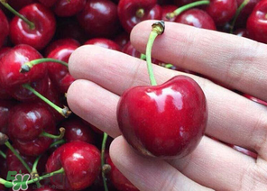 冬天可以吃車厘子嗎？冬天的車厘子能吃嗎？