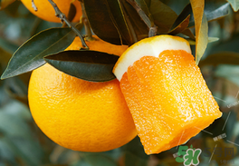 為什么橙子里面有個小橙子？橙子里面的小橙子能吃嗎？