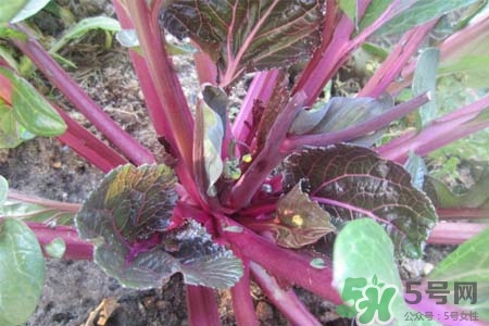 紅菜苔熱量高嗎？吃紅菜苔嗎會(huì)胖嗎？