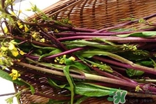 紅菜苔苦的可以吃嗎？紅菜苔很苦可以吃嗎？