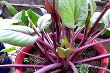 紅菜苔是苦的嗎？紅菜苔為什么有苦味？