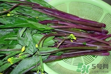 紅菜苔怎么挑選？如何挑選紅菜苔？