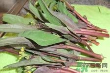 紅菜苔怎么挑選？如何挑選紅菜苔？