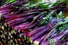 紅菜苔怎么挑選？如何挑選紅菜苔？