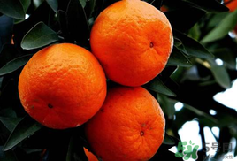 橘子皮發(fā)霉可以吃嗎？吃了發(fā)霉的橘子怎么辦？