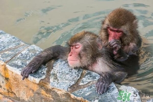 入浴劑是什么？入浴劑怎么用