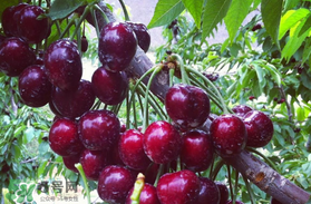 車?yán)遄釉趺幢４婧?？車?yán)遄釉趺幢ｕr？