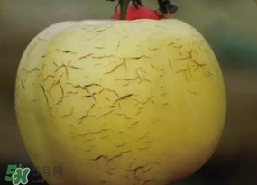 蘋果裂紋能吃嗎？蘋果裂紋是怎么回事？
