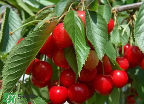 車?yán)遄邮裁醇竟?jié)吃？車?yán)遄邮鞘裁醇竟?jié)的水果？