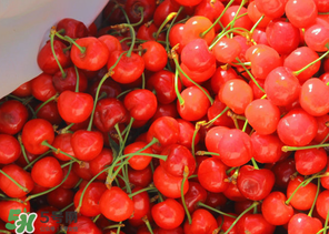 車?yán)遄邮裁醇竟?jié)吃？車?yán)遄邮鞘裁醇竟?jié)的水果？