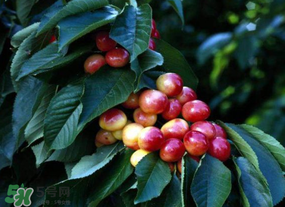 車?yán)遄硬恍迈r了怎么辦？車?yán)遄硬恍迈r能吃嗎？