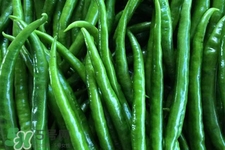 尖椒可以放冰箱保存嗎？尖椒能放冰箱冷凍嗎？