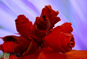 情人節(jié)送什么顏色的玫瑰花好？情人節(jié)送幾朵玫瑰花好？