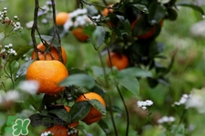 沙糖桔一天吃幾個(gè)最好？沙糖桔每天吃多少合適？