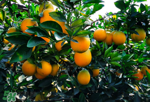 臍橙多少錢一斤？贛南臍橙多少錢一斤？