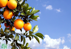 臍橙多少錢一斤？贛南臍橙多少錢一斤？