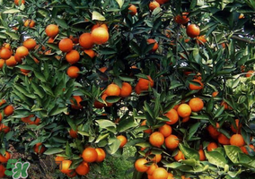 血橙多少錢一斤？四川血橙多少錢一斤？