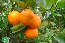 冰糖橘怎么挑選？如何挑選冰糖橘？