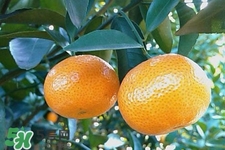 糖尿病可以吃橘子嗎？糖尿病任能吃橘子嗎？