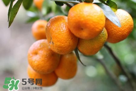 孕婦可以吃蜜桔嗎？懷孕了能吃蜜桔嗎？